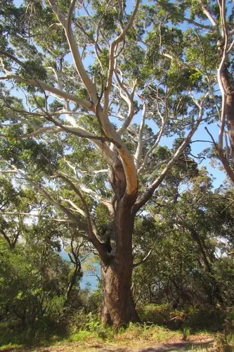 Eucalyptus pilularis