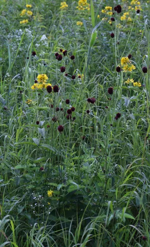 ワレモコウ（吾亦紅） (Sanguisorba officinalis) - PictureThis