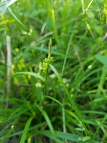 Carex corrugata