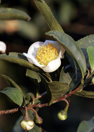 チャノキ(茶の木)の育て方・栽培方法