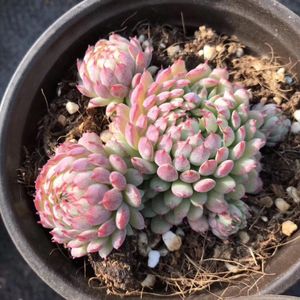 ヴィンセント カトーの育て方・栽培方法 ヴィンセント カトーの育て方・栽培方法