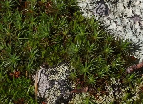 スギゴケ（杉苔） (分類, 特徴, 象徴, 画像)