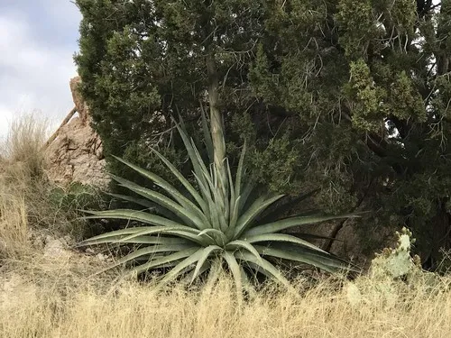Palmer's century plant (Agave palmeri) - PictureThis