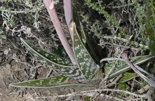 Tiger-Aloe - Gonialoe variegata (Pflege, Merkmale, Blume, Bilder)