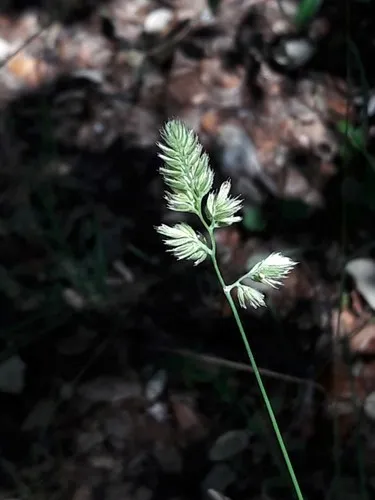 Orchard grass - Dactylis glomerata (Taxonomy, Characteristics, Invasive,  Images, Control)
