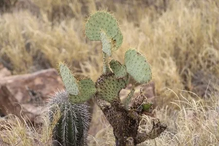 Opuntia chlorotica (分類, 特徴, 花, 画像)