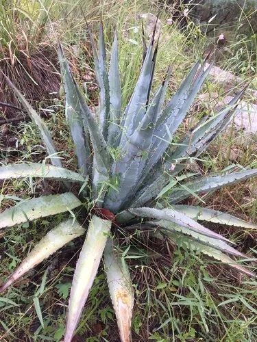 Palmer's century plant (Agave palmeri) - PictureThis