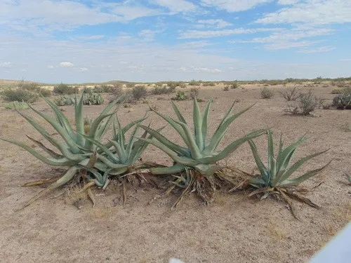 Rough century plant (Agave asperrima) - PictureThis