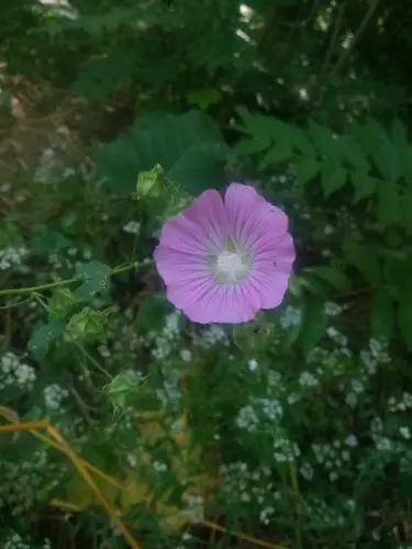 Spotted-stalked tree-mallow