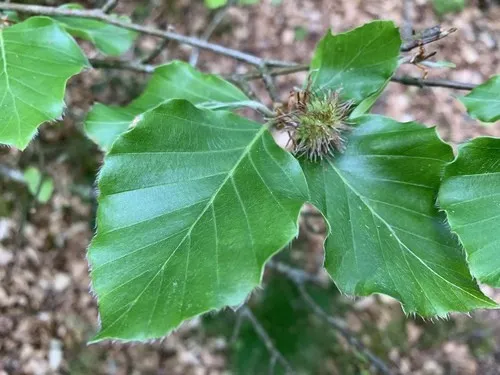 Rotbuche - Fagus sylvatica (Pflege, Merkmale, Symbolik, Bilder)