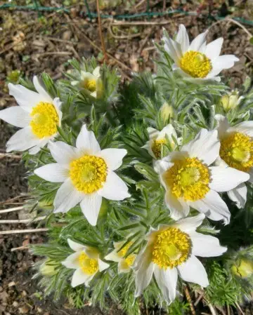 Pasque flower 'Pinwheel White'