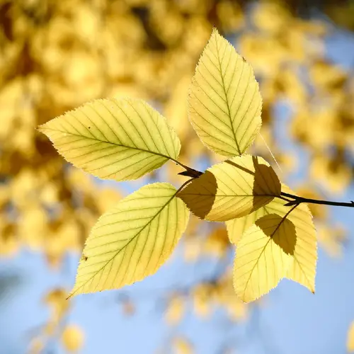 Yellow Birch