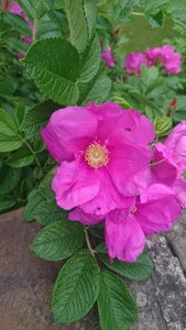 How to Prune Rugosa rose 'Rubra'