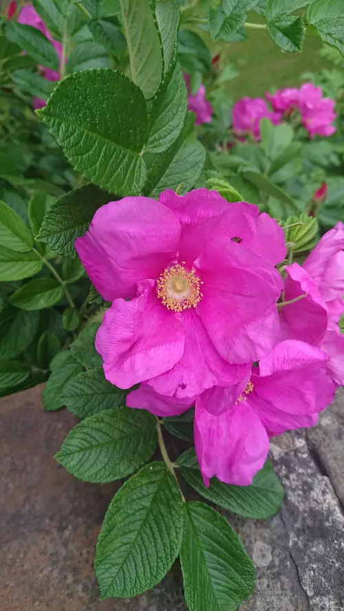 Rosa rugosa 'Rubra'