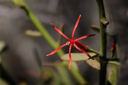 Liga (Ligaria cuneifolia) - PictureThis
