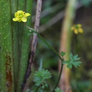🍀 Cómo cultivar y cuidar una Ranúnculo ranúnculo
