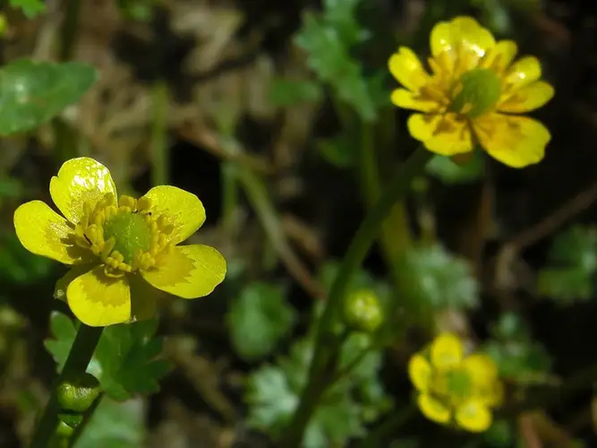 Yellow water buttercup