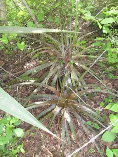 Hechtia stenopetala