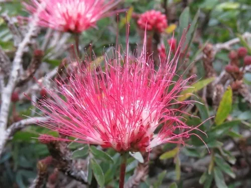カリアンドラ　オオベニゴウカン（大紅合歓）ピンク　花木　植物 カリアンドラ オオベニゴウカン（大紅合歓）ピンク 花木 植物の通販 by