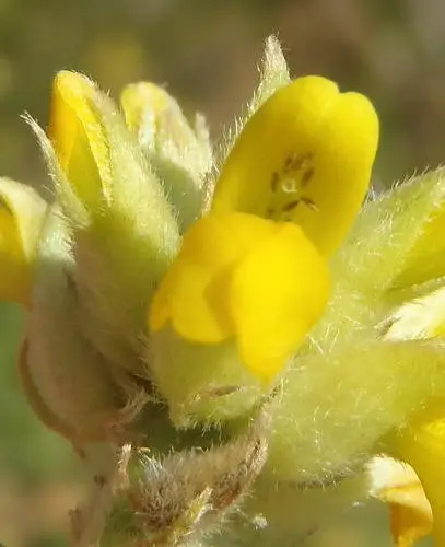 Pearsonia cajanifolia