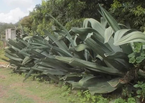 Agave mapisaga - PictureThis