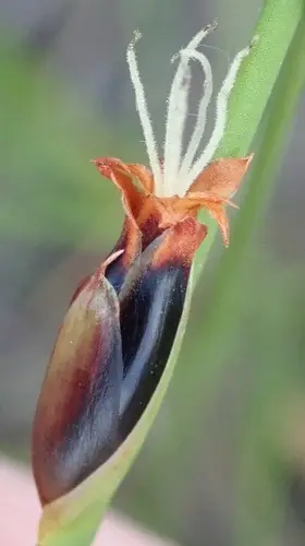 Chrysitrix capensis