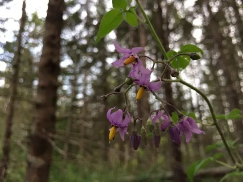 Bitterzoet - Solanum dulcamara (Taxonomie, Kenmerken, Symboliek,  Afbeeldingen, Giftig)