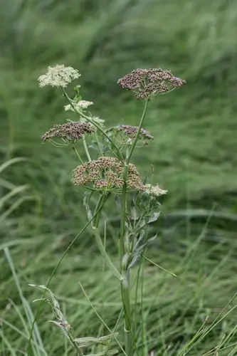 Greater water parsnip