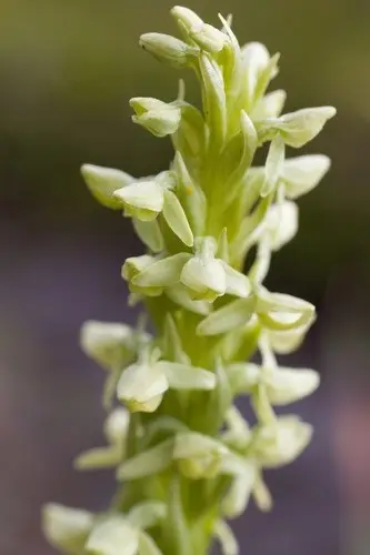 Northern green orchid