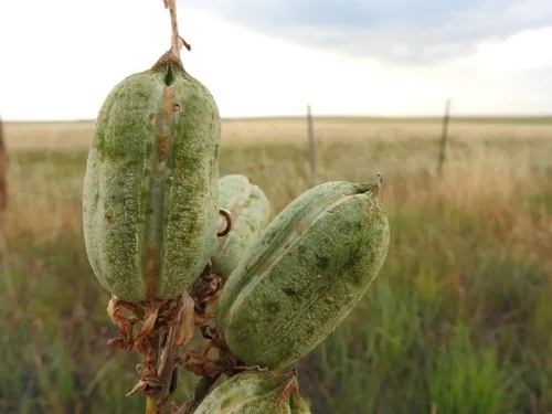 ユッカ・グラウカ (Yucca glauca) - PictureThis