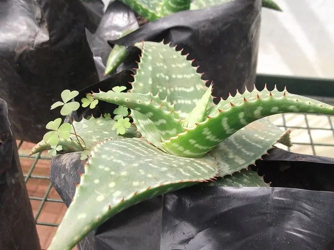 Aloe maculata - Aloe maculata (Pflege, Merkmale, Blume, Bilder, Giftig)