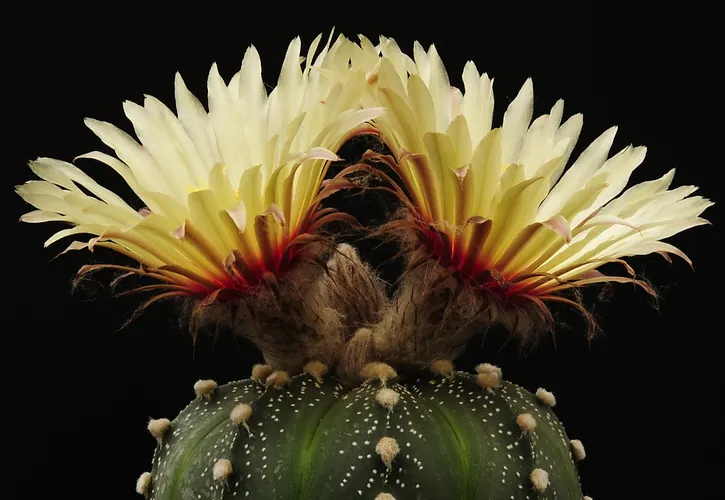 Seeigelkaktus - Astrophytum asterias (Pflege, Merkmale, Blume, Bilder)