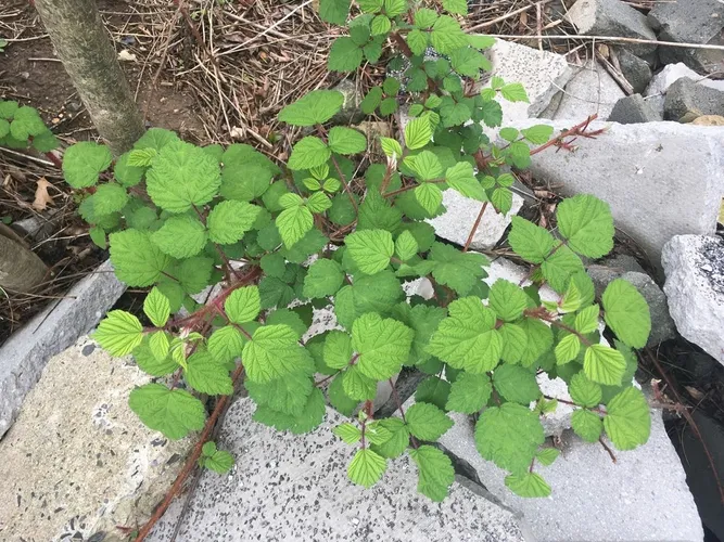 vhy - in plants we trust rezensionen English Ivy Tree - Live Plant in a 6 Inch Pot - Hedera Helix main image 0