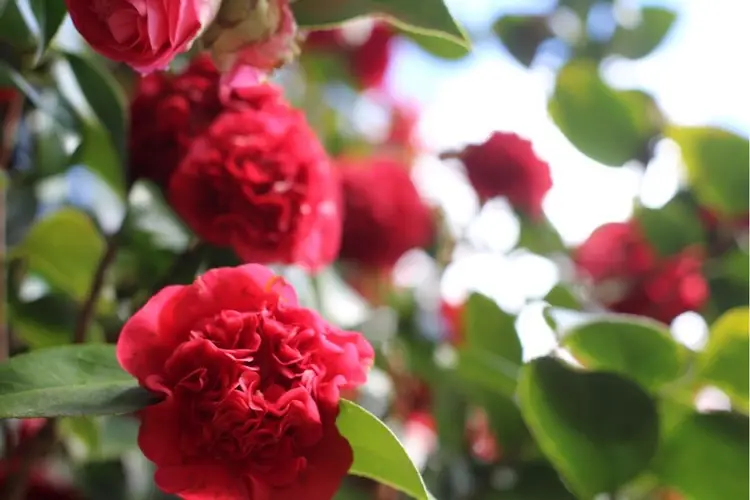Camellia × williamsii 'Ruby Wedding'