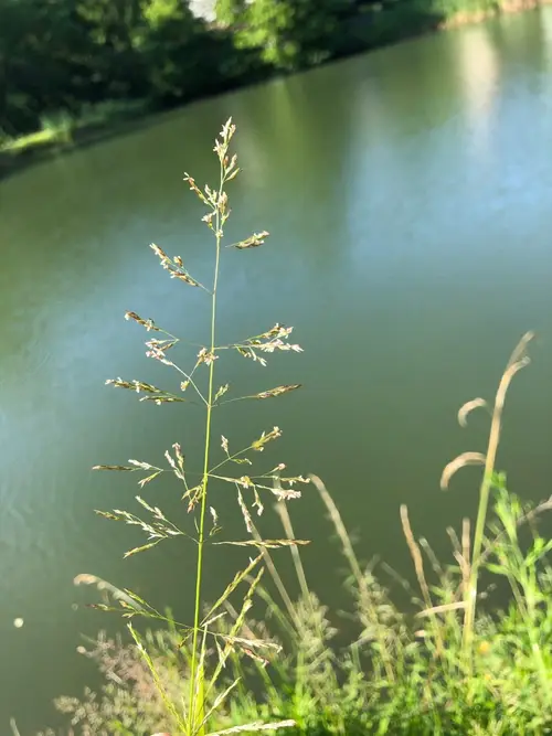 Water whorlgrass