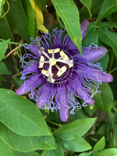 Passion flowers 'Incense'