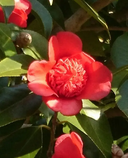 Japanese camellia 'Bob's Tinsie'