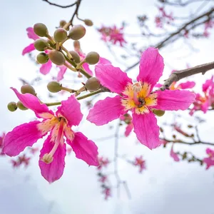 現品 トックリキワタ 南米桜 観葉植物 徳利木綿 落葉樹 インテリア