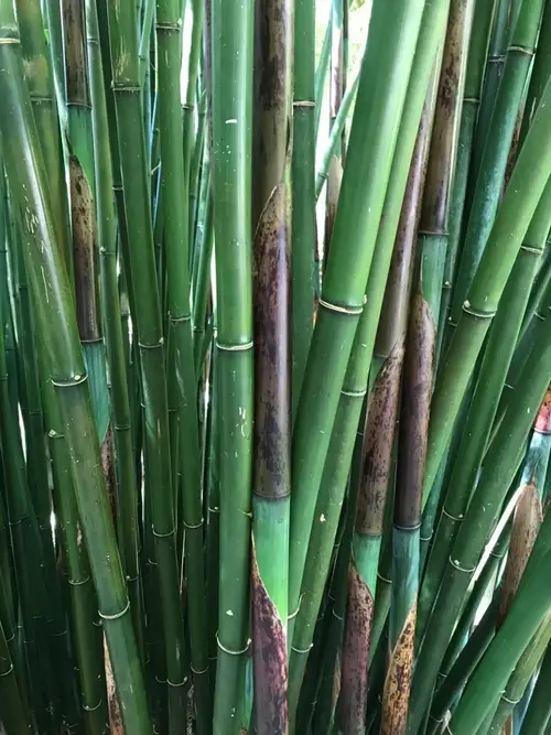 Bambú de espiguillas cortas