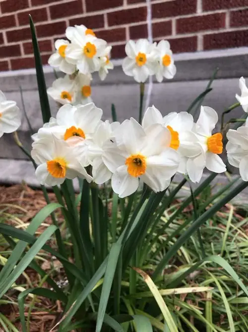 Narcissus tazetta 'Geranium'