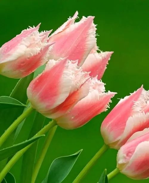 Tulipa 'Bell Song'
