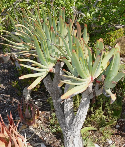 Kumara plicatilis (Kumara plicatilis) - PictureThis