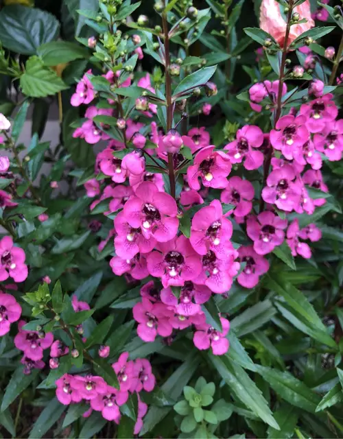 Angelonia angustifolia 'Angelface Perfectly Pink' - PictureThis