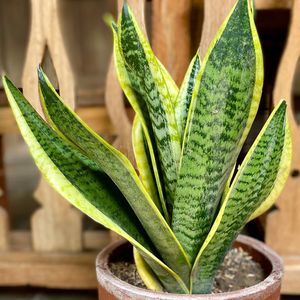 Sansevieria 'Boncel Mini'
