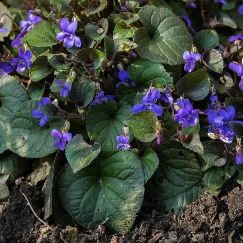Violeta alpina