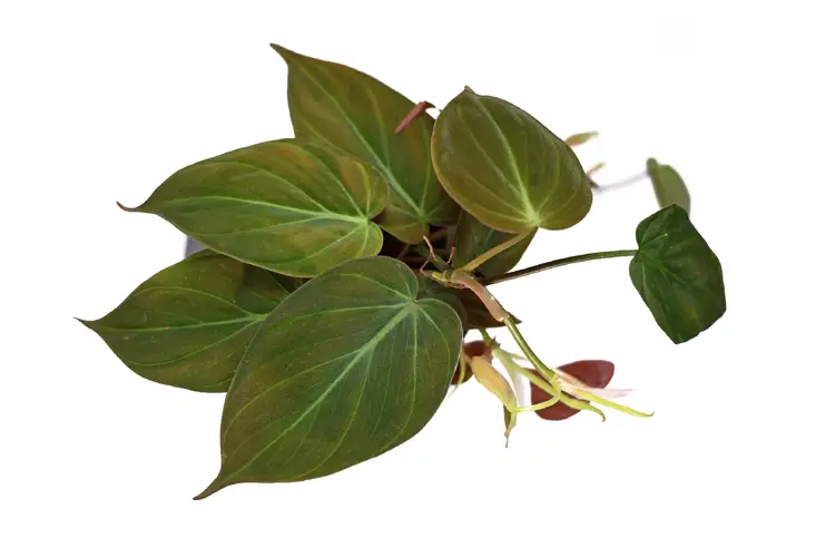 Philodendron scandens 'Micans'