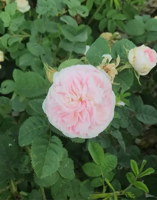 Roses 'Felicite Parmentier'