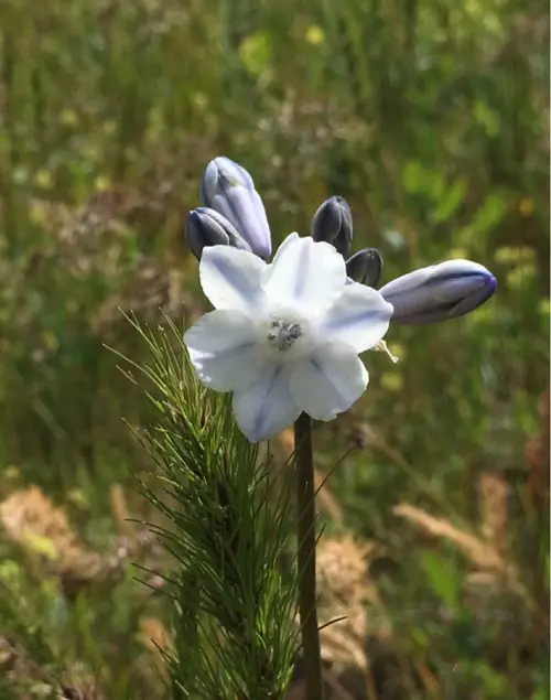 Triteleia grandiflora