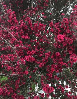 How to Grow and Care for Broom tea-tree 'Ruby Glow'
