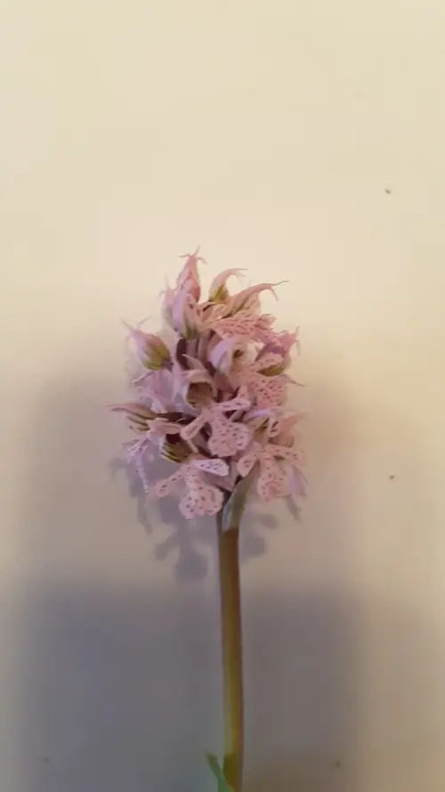 Milky orchid
